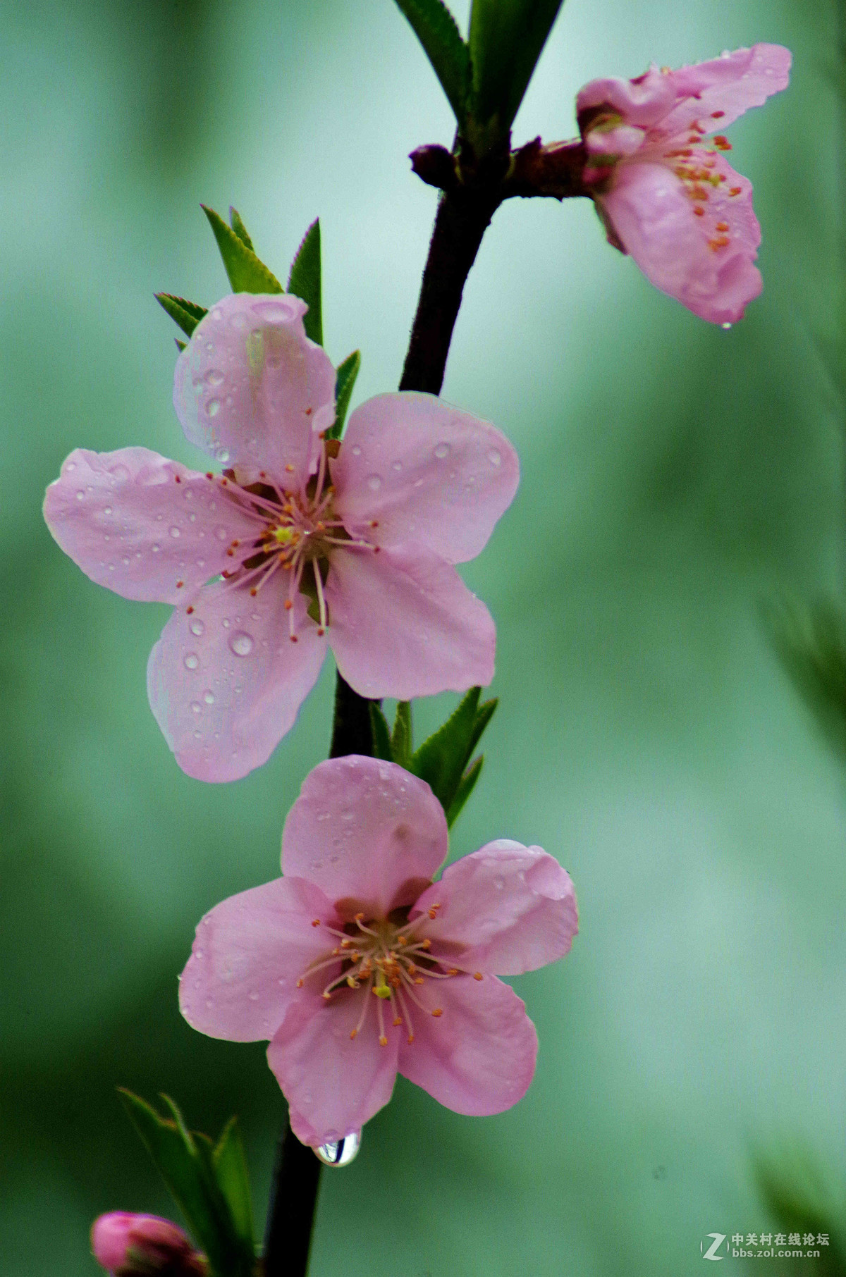 鲜翠欲滴的桃花