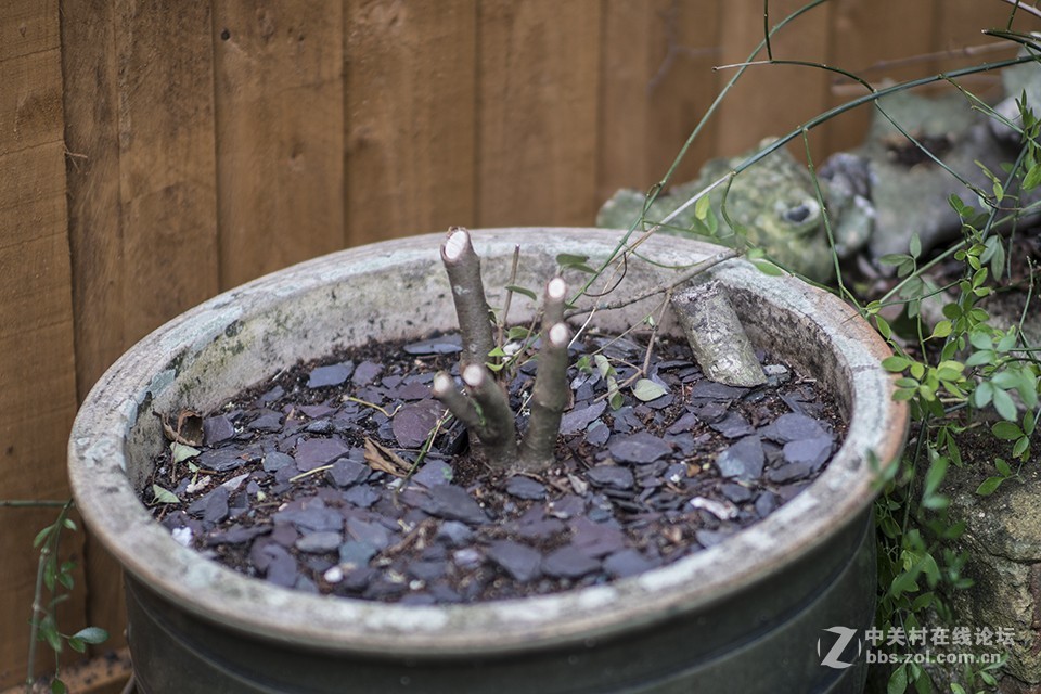 这只镜头你觉得如何（交流）