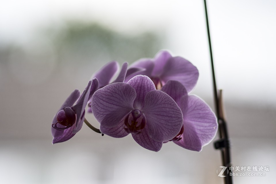 这只镜头你觉得如何（交流）