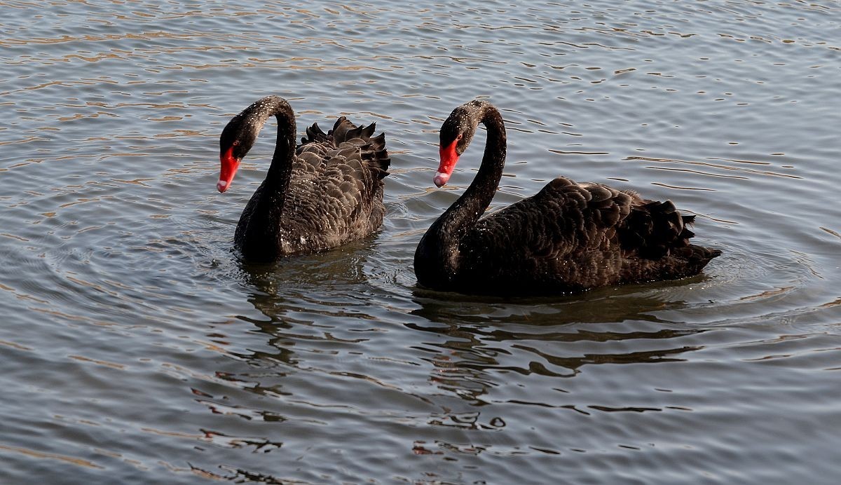 圆明园黑天鹅
