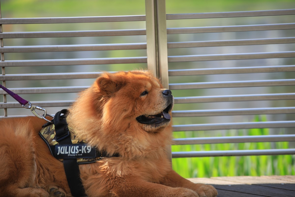 松狮，标致性的蓝色舌头