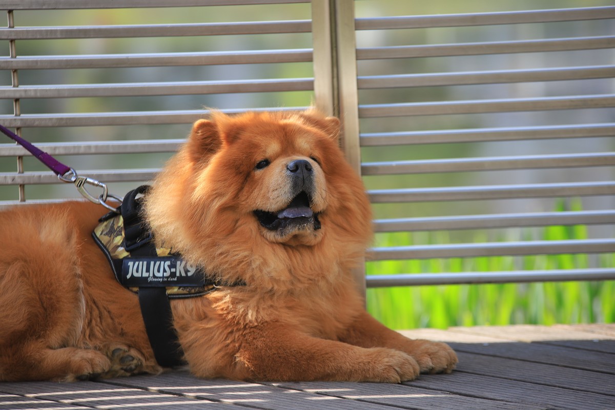 松狮，标致性的蓝色舌头