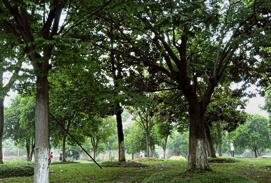 江苏省昆山市花桥天福国家生态湿地公园