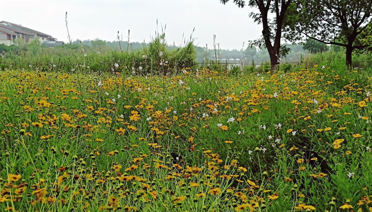 江苏省昆山市花桥天福国家生态湿地公园