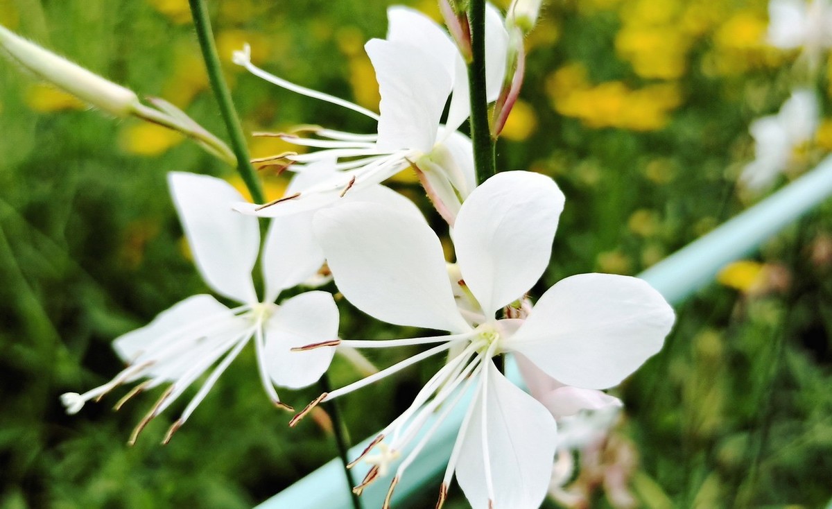江苏省昆山市花桥天福国家生态湿地公园