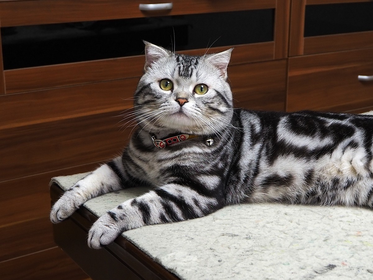 奥林巴斯E-M10 III  斑斑