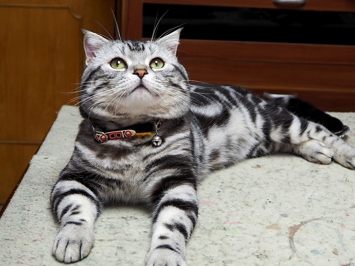 奥林巴斯E-M10 III  斑斑