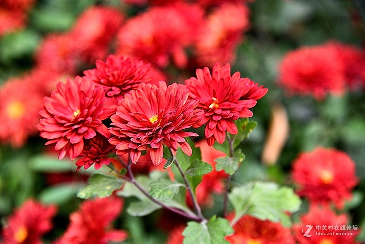 最后的小红菊一