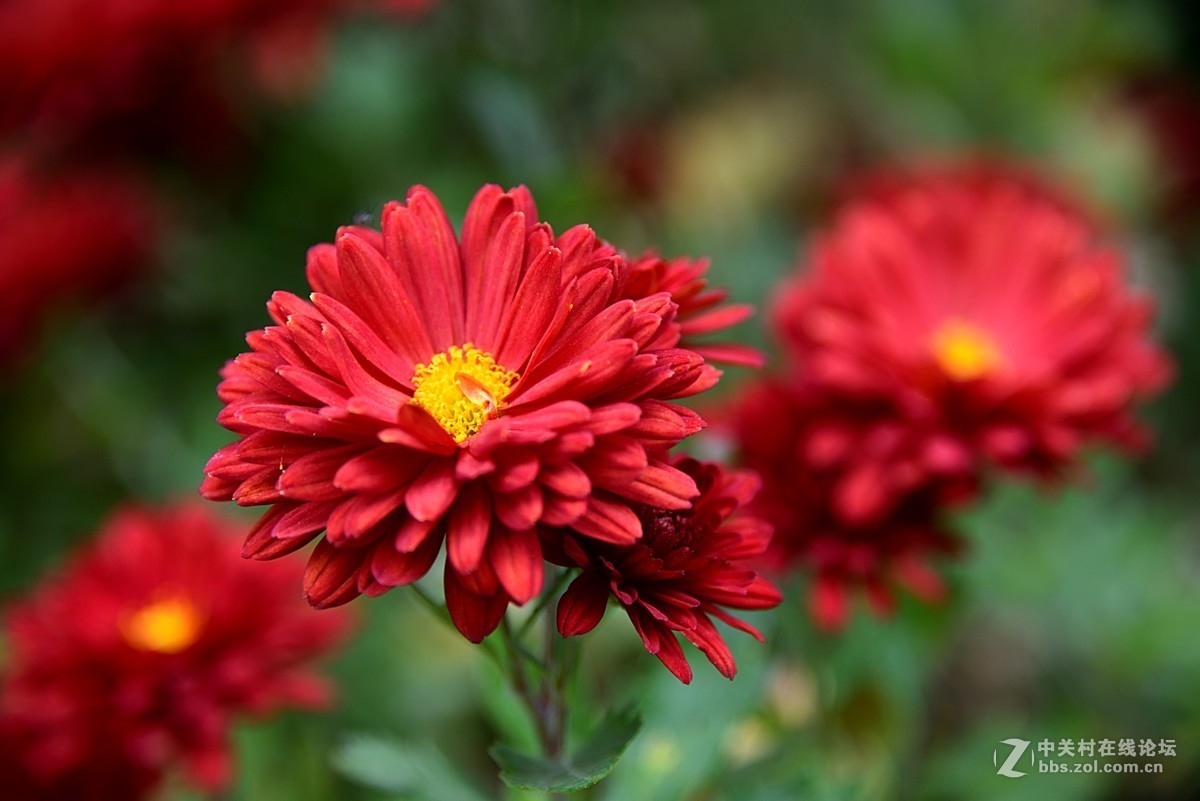 最后的小红菊一