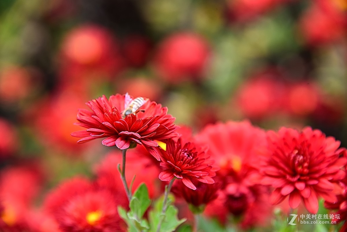 最后的小红菊一