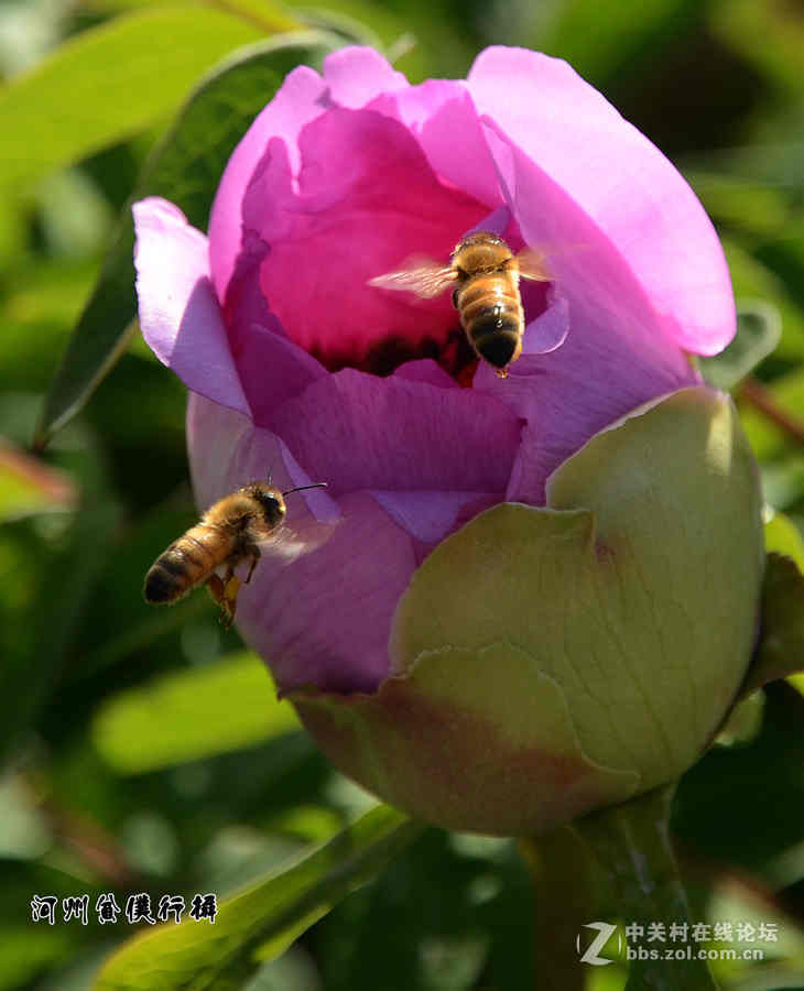 #ZOL月赛-四月物语# 河州牡丹初绽放