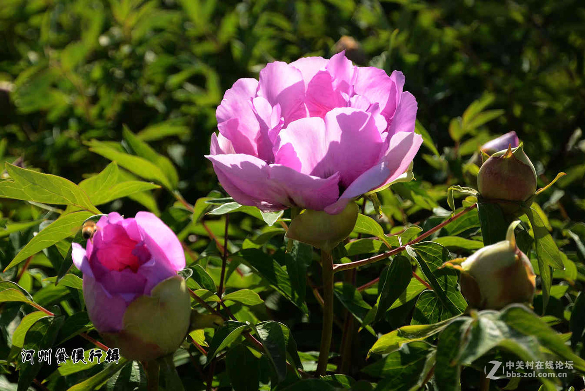 #ZOL月赛-四月物语# 河州牡丹初绽放