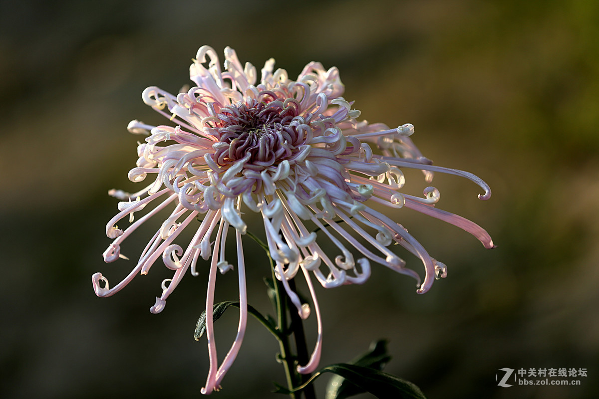 金秋，菊花香【续一】