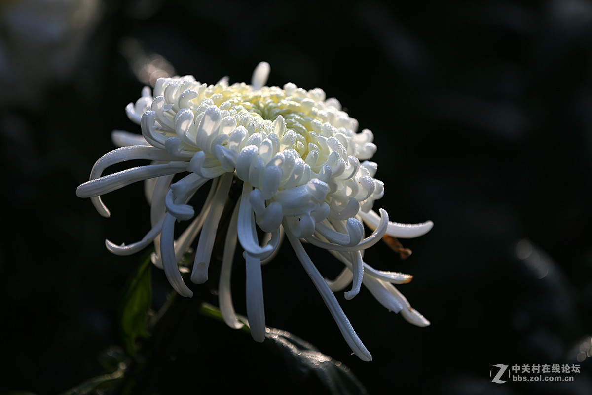 金秋，菊花香【续一】