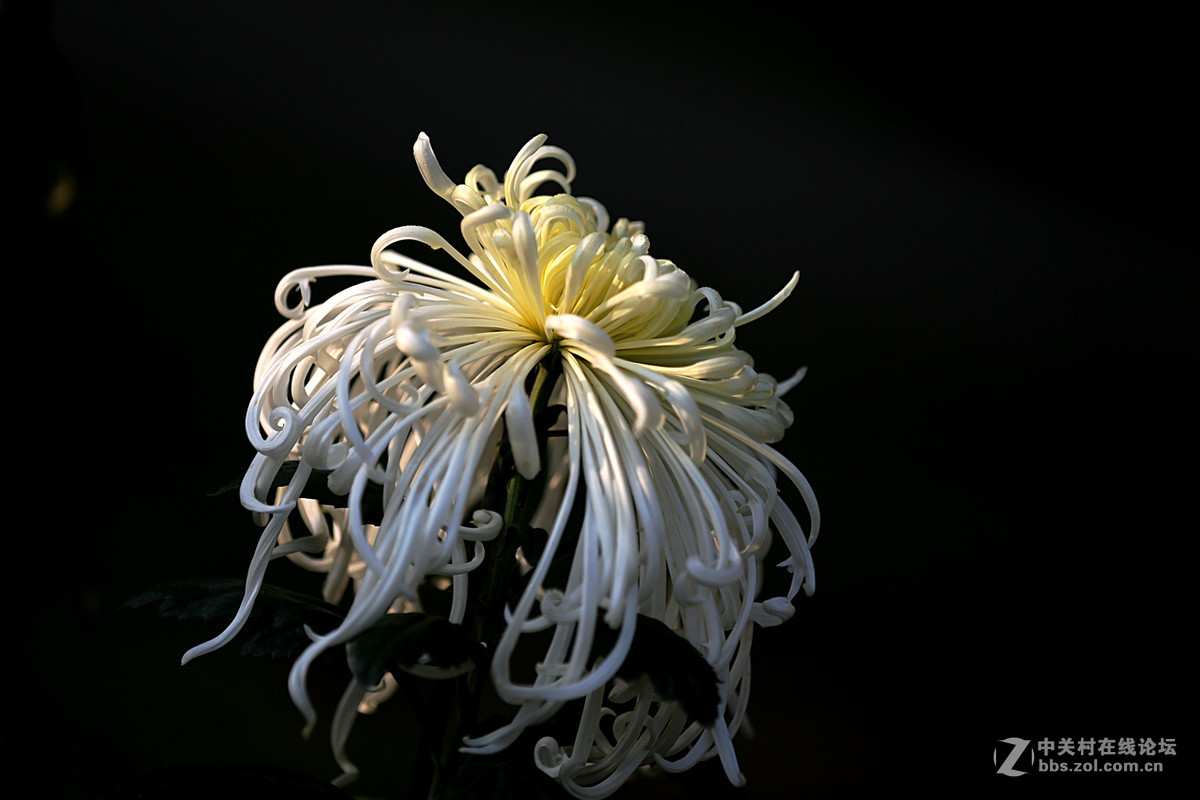 金秋，菊花香【续一】