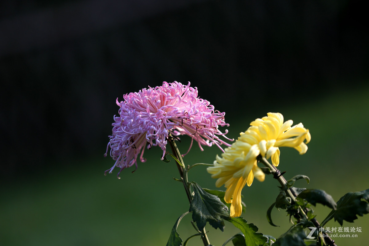 金秋，菊花香【续一】