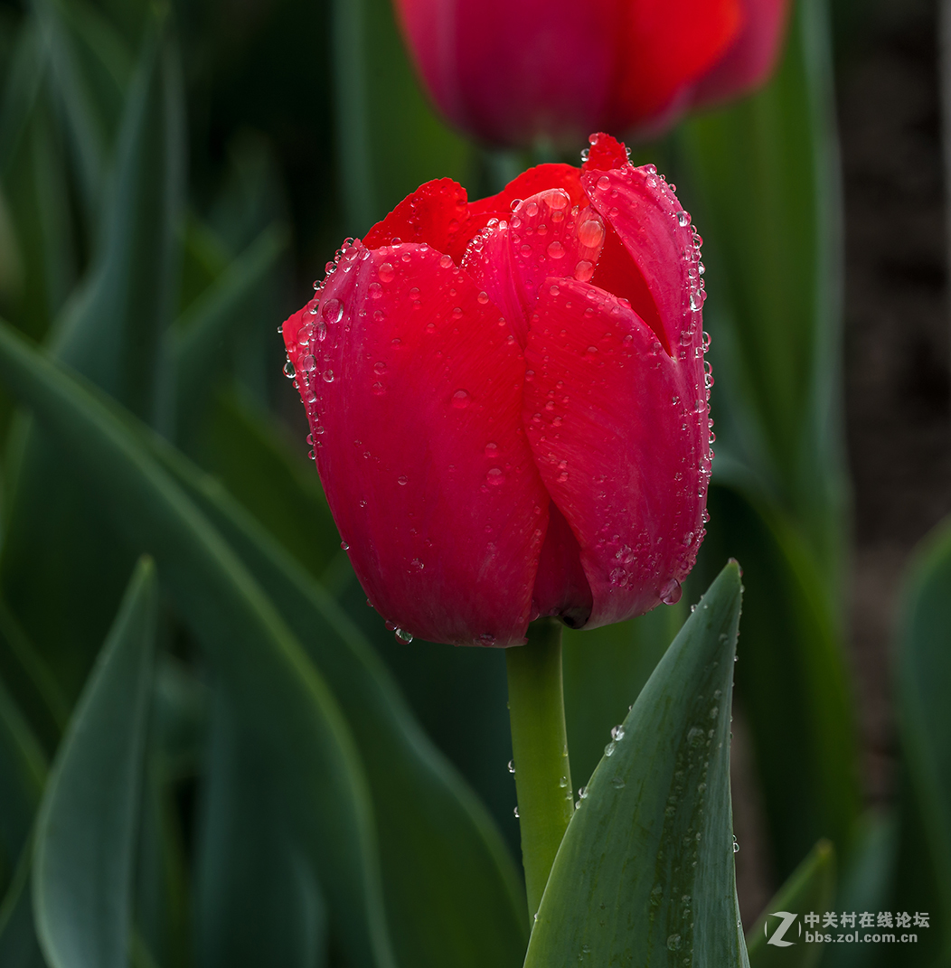 哈苏  Makro-Planar@ T* f/4-120 mm 拍郁金香