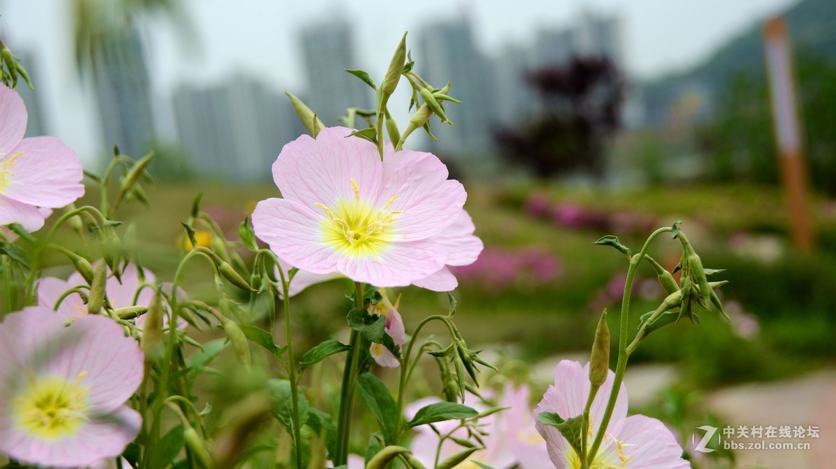 新买的18-200镜头，试拍一下效果。