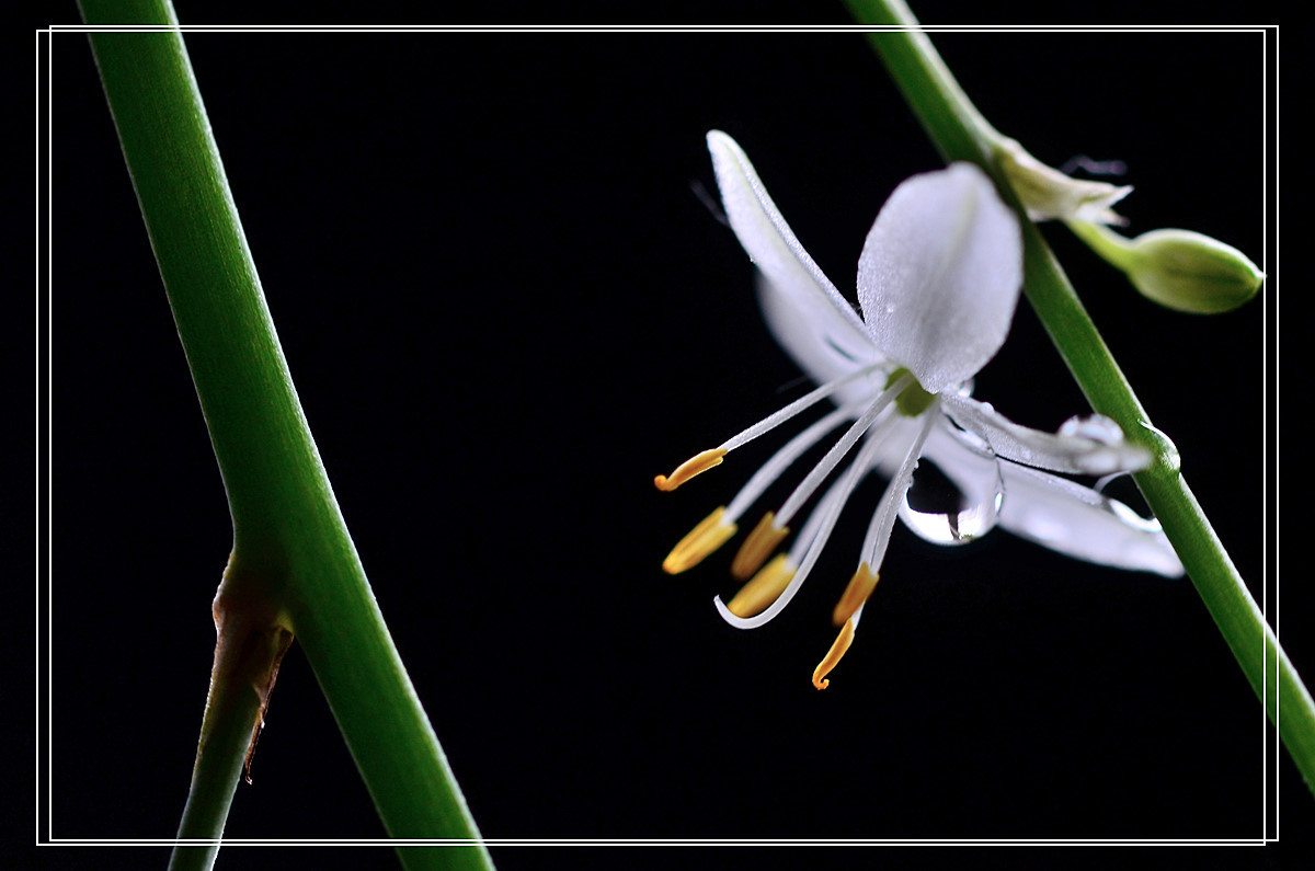 微距——吊兰花