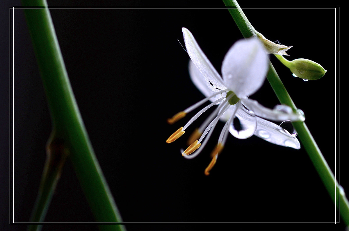 微距——吊兰花