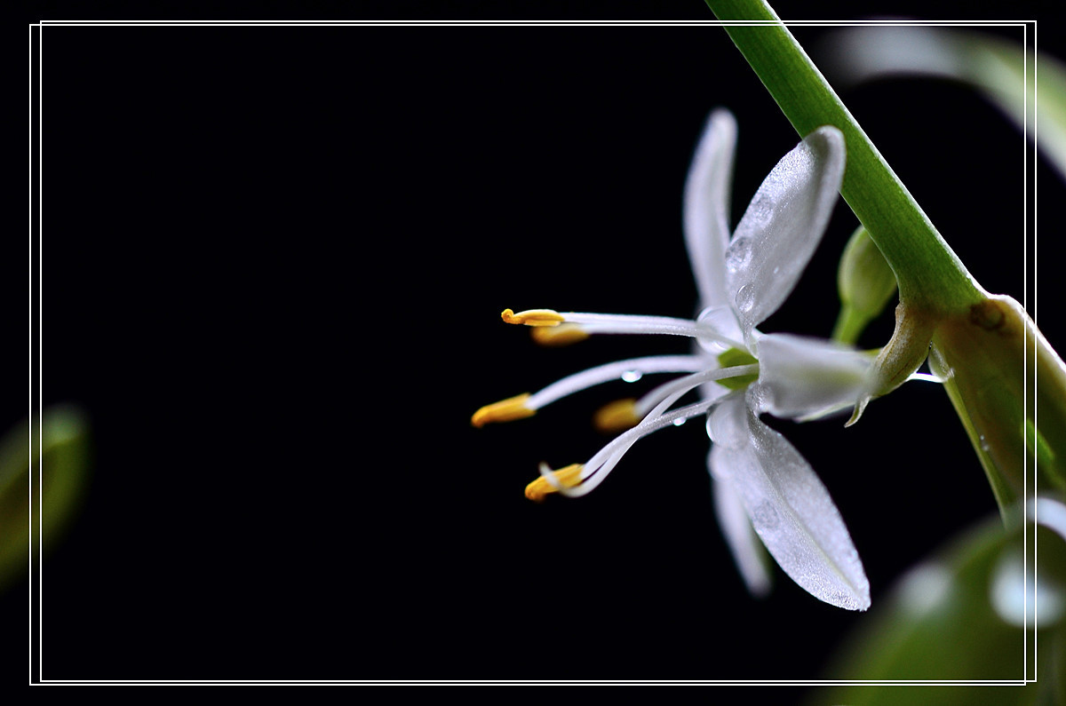 微距——吊兰花