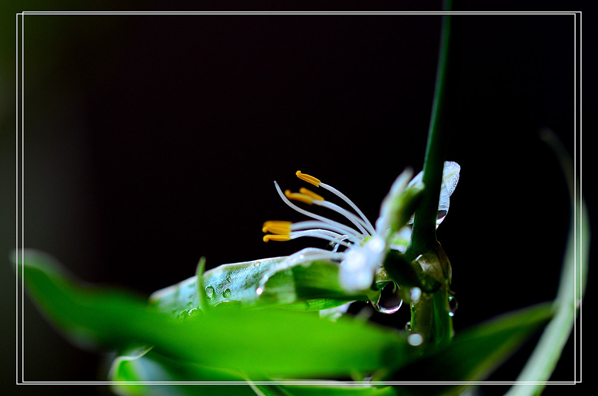 微距——吊兰花