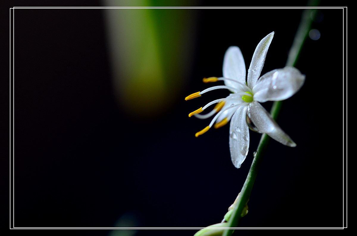 微距——吊兰花
