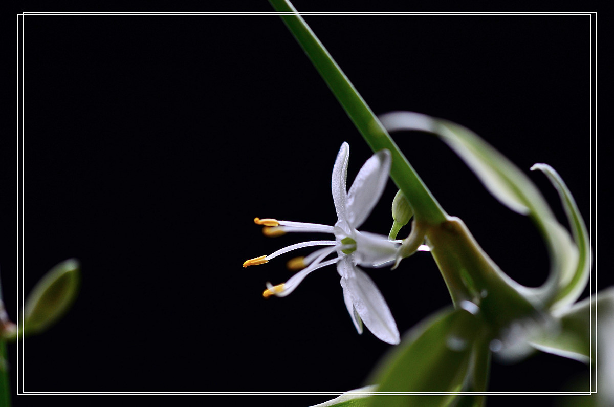 微距——吊兰花