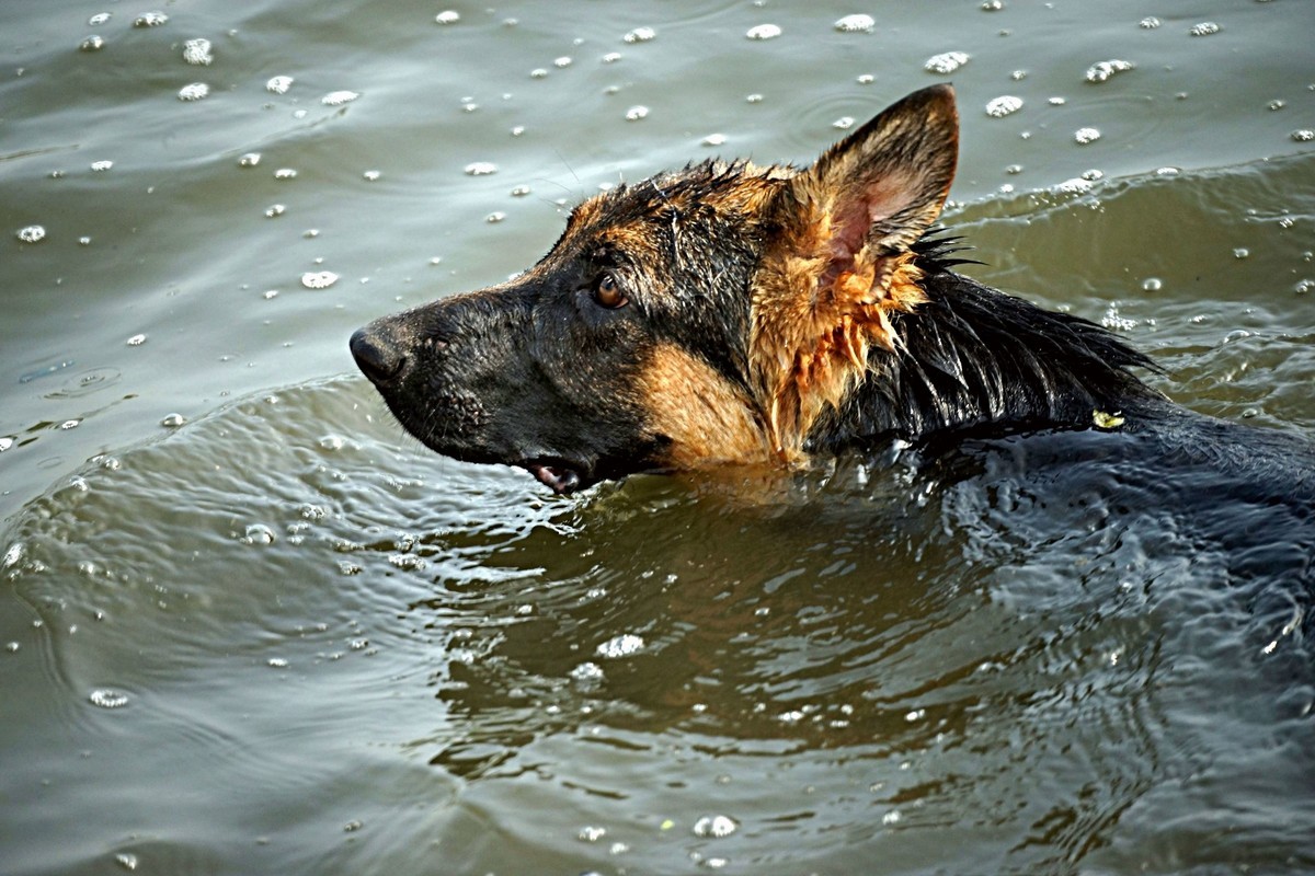 吓跑白鹭的落水狗