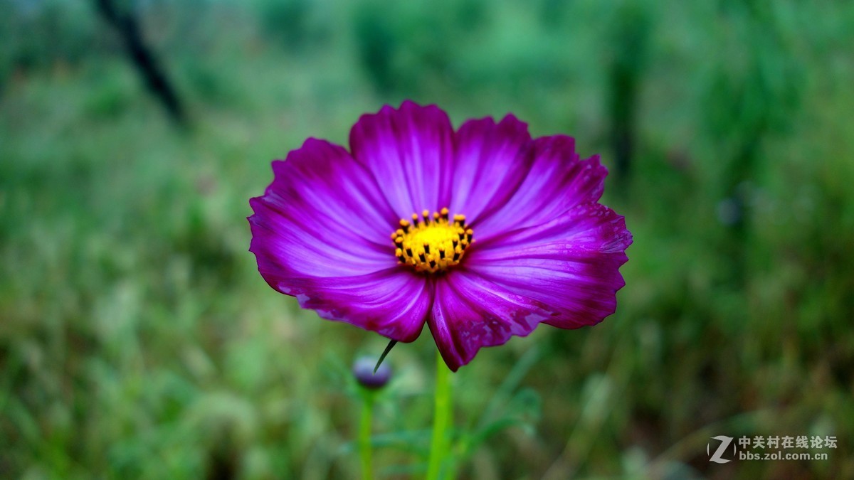 双荚决明与格桑