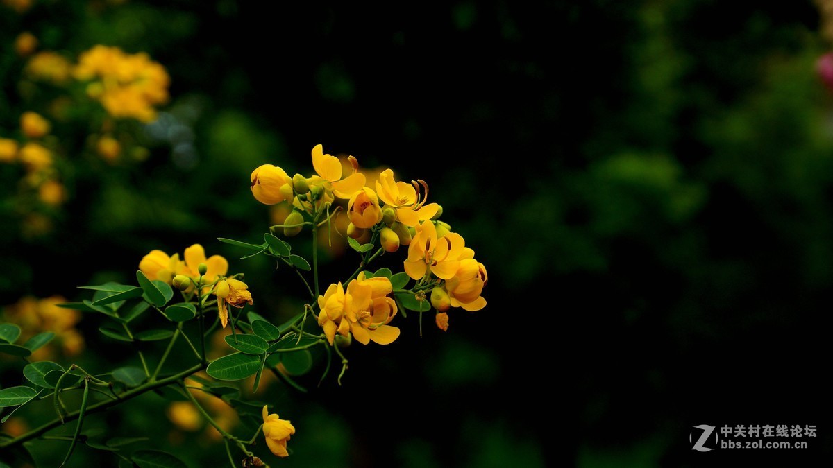 双荚决明与格桑