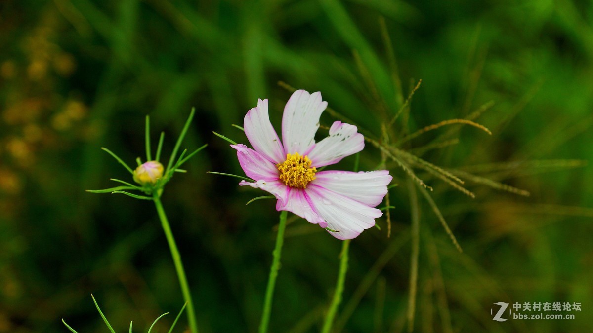 双荚决明与格桑