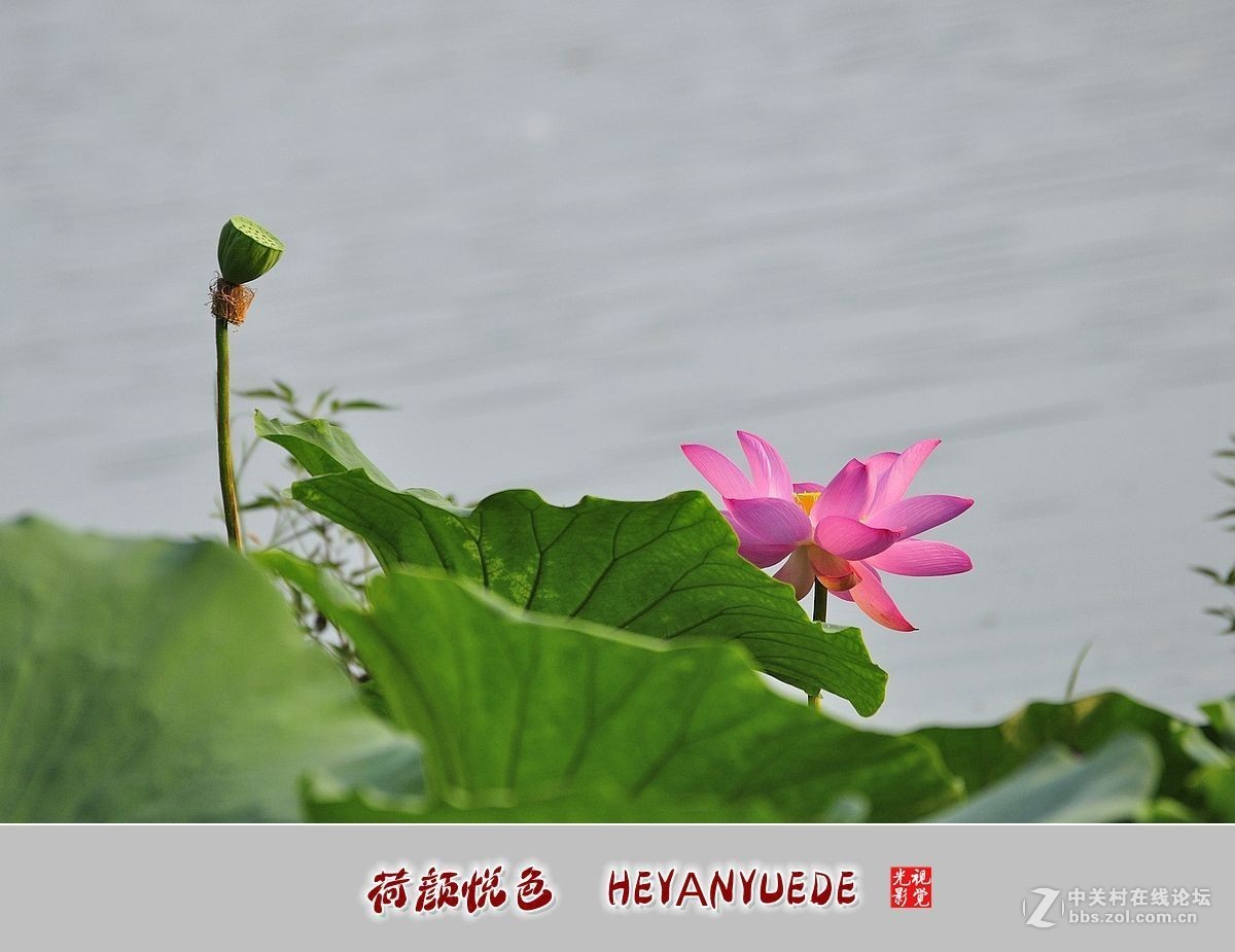 【视觉光影】——夏荷（41）