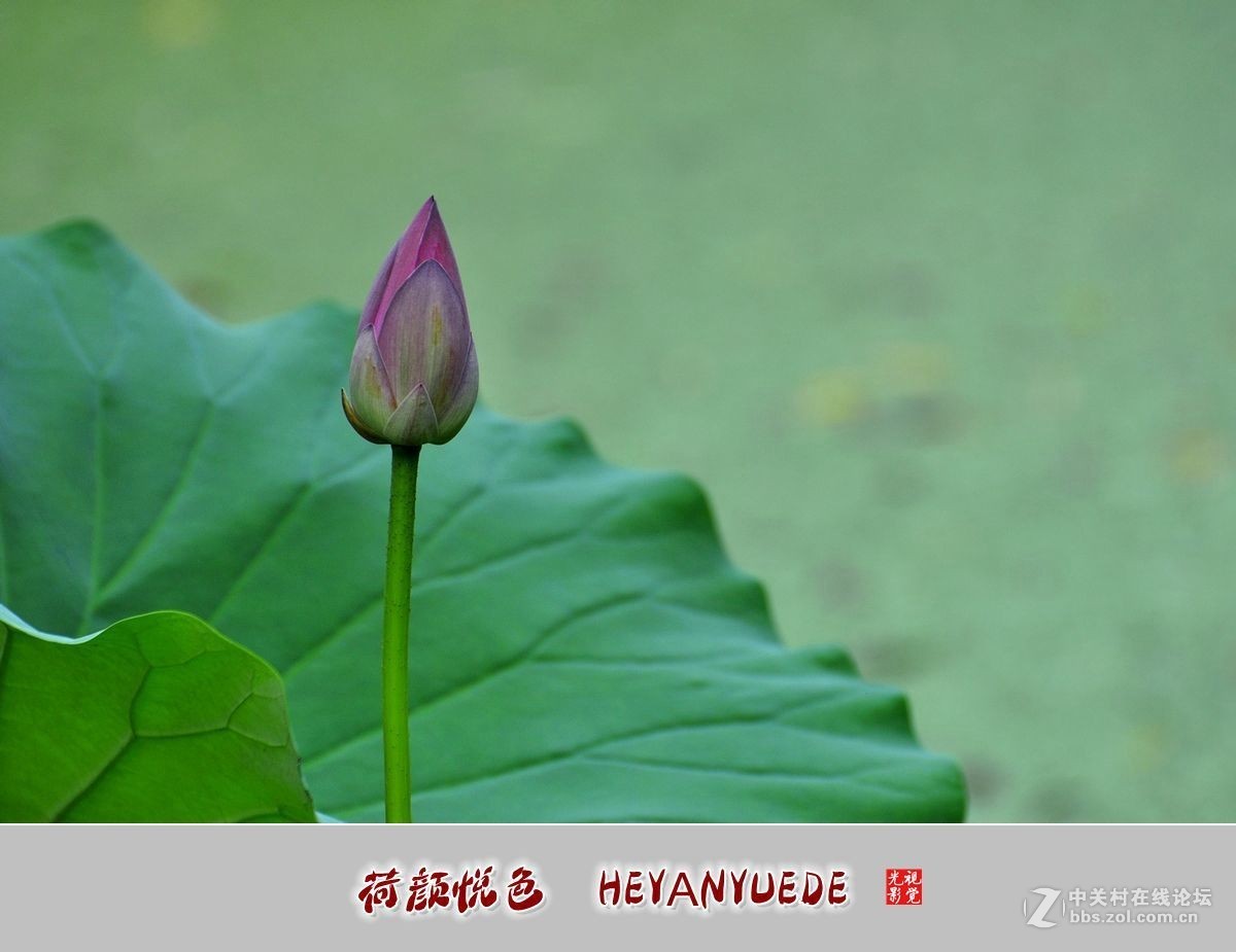 【视觉光影】——夏荷（41）