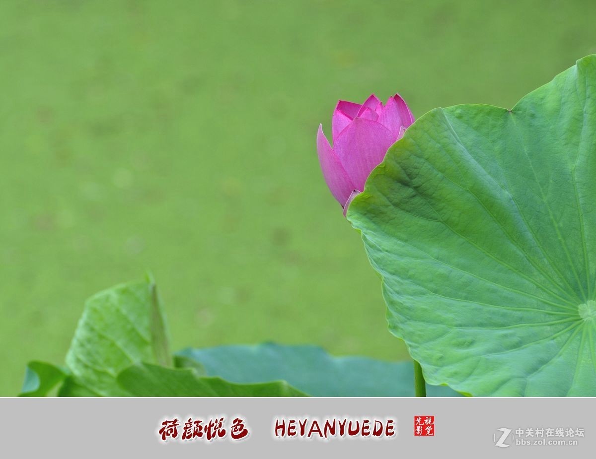 【视觉光影】——夏荷（41）