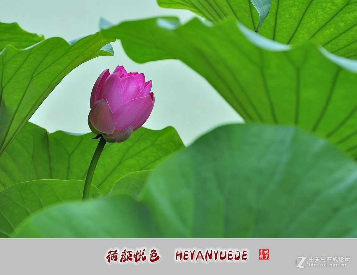 【视觉光影】——夏荷（41）