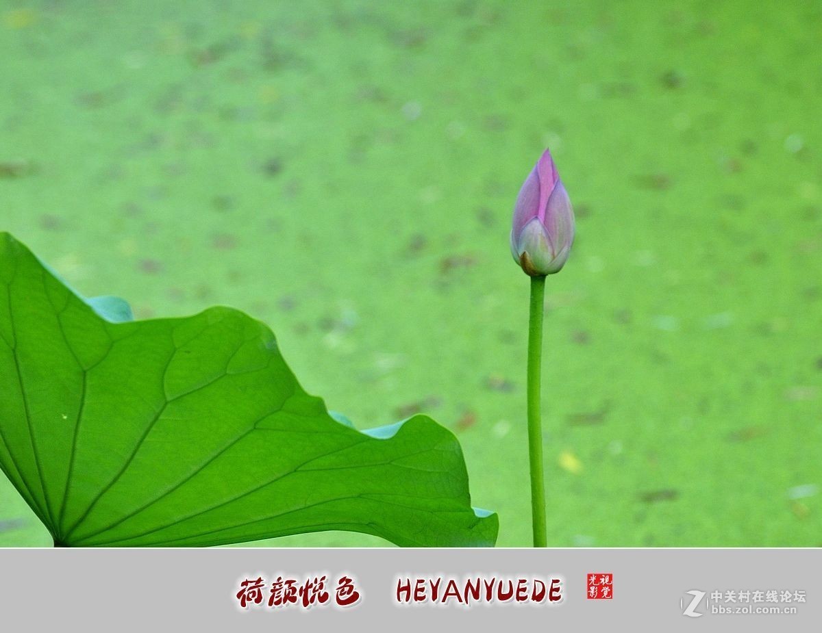 【视觉光影】——夏荷（41）