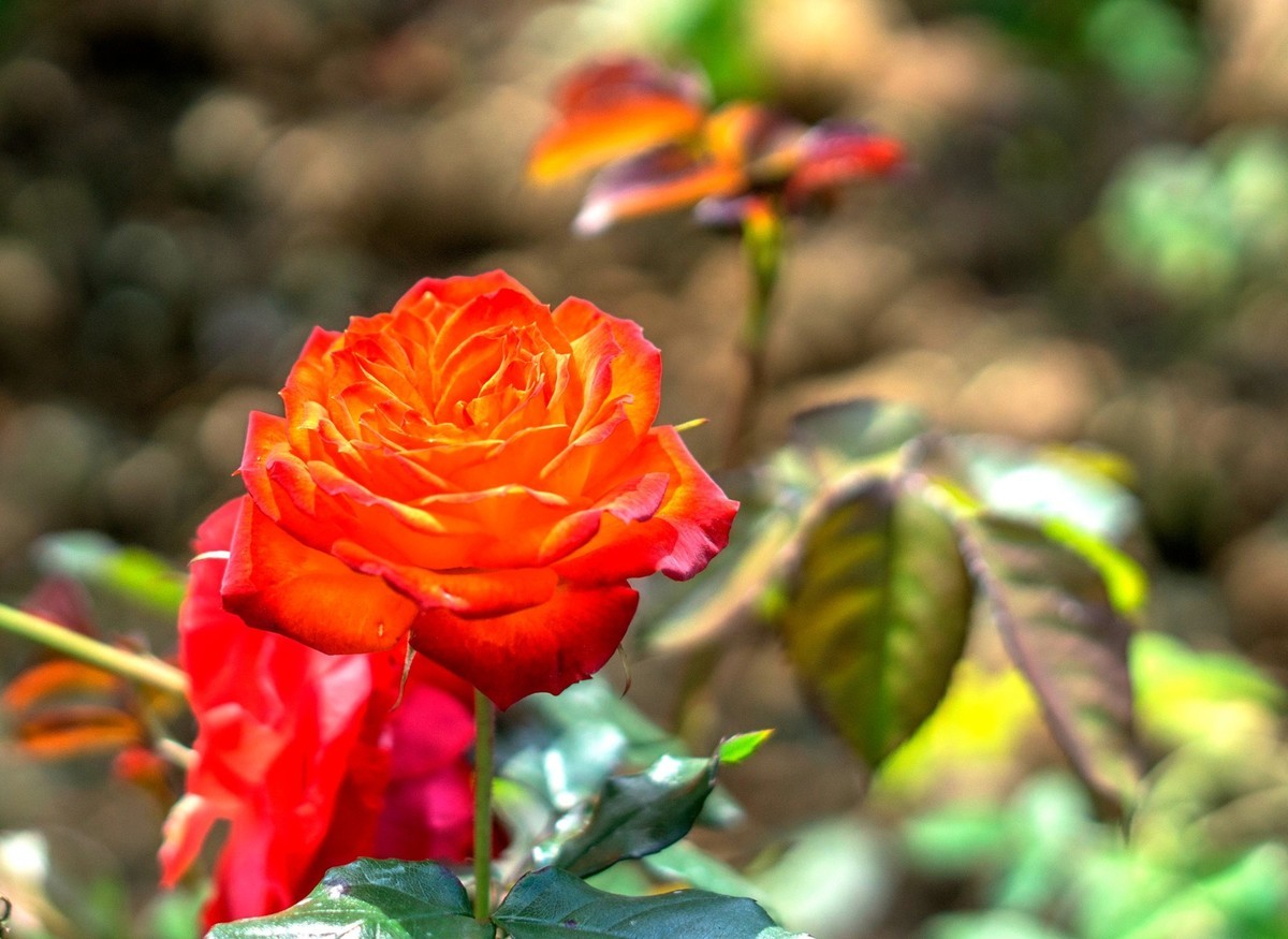 公园里的花花草草。。。。。。。。。。。。。。。。！