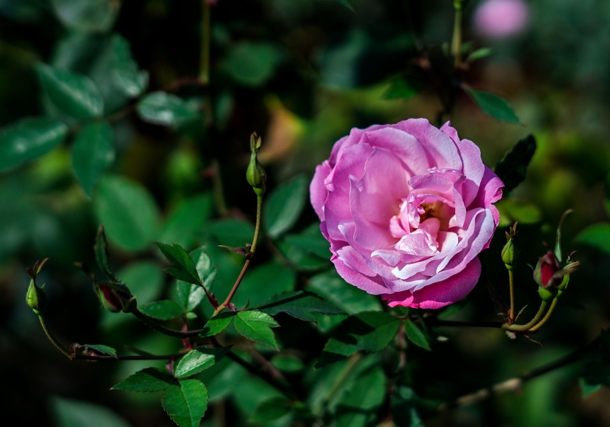 公园里的花花草草。。。。。。。。。。。。。。。。！