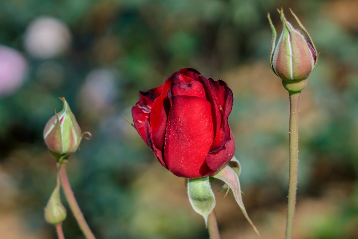 公园里的花花草草。。。。。。。。。。。。。。。。！