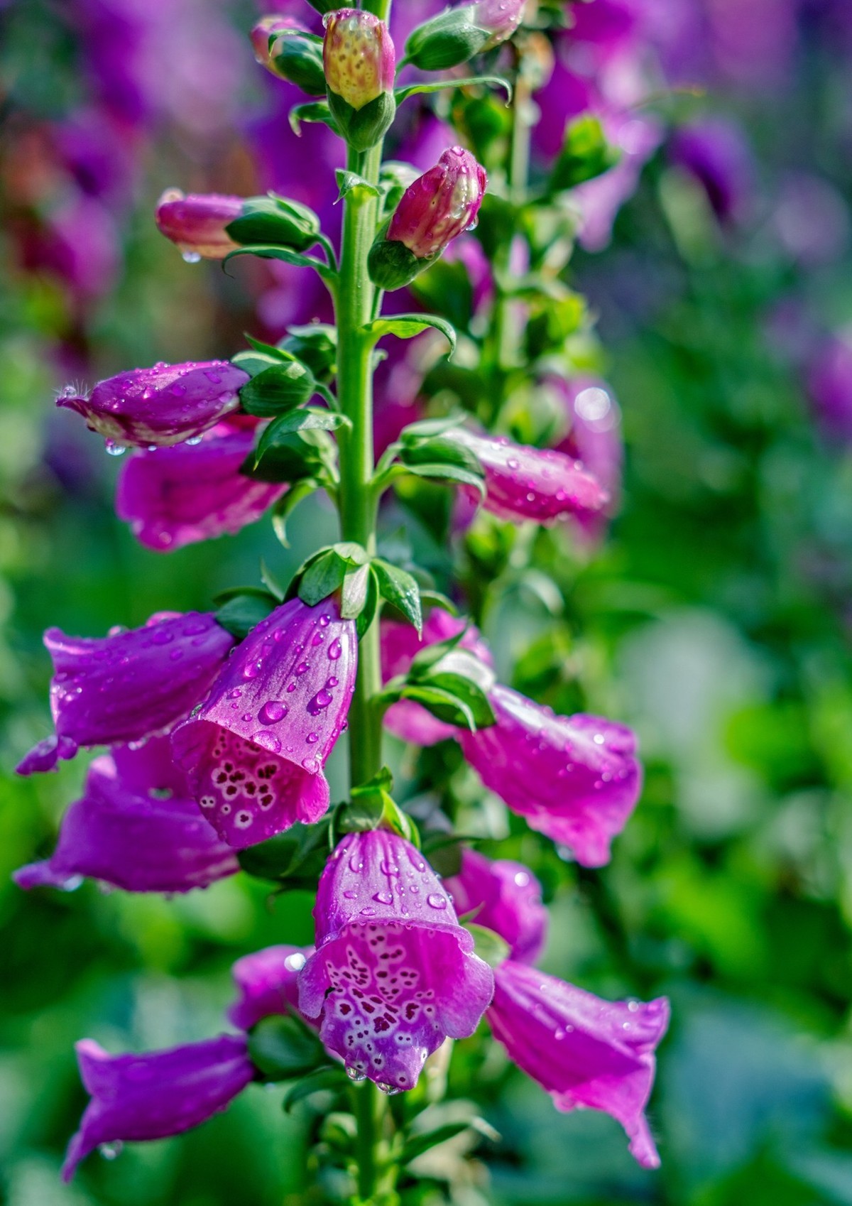 公园里的花花草草。。。。。。。。。。。。。。。。！