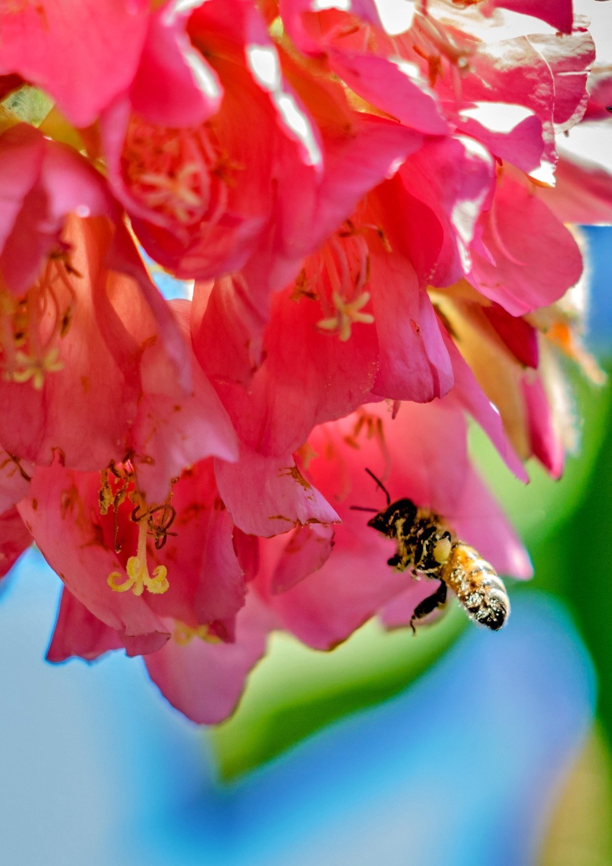 公园里的花花草草。。。。。。。。。。。。。。。。！