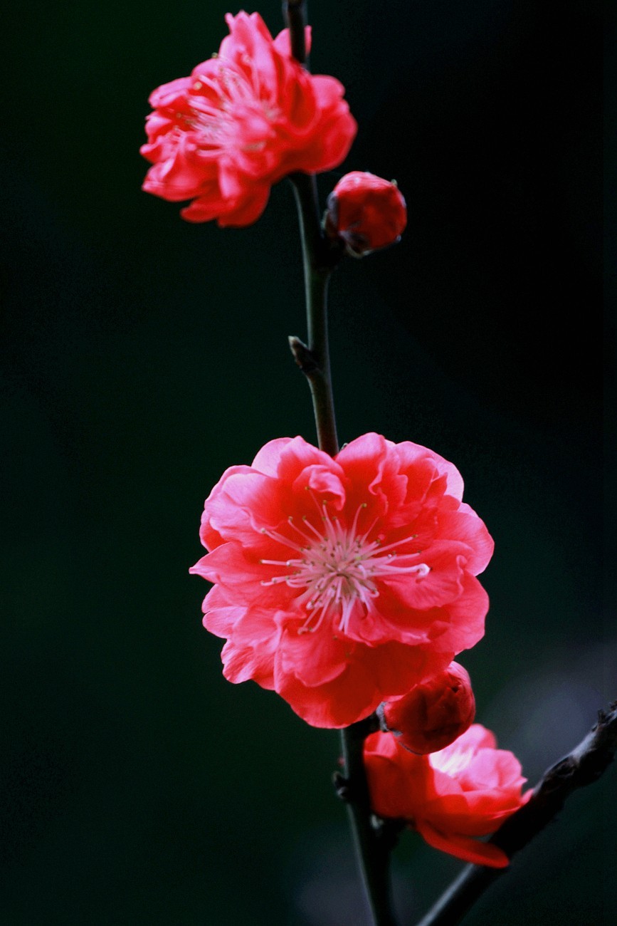 红叶碧桃花之二