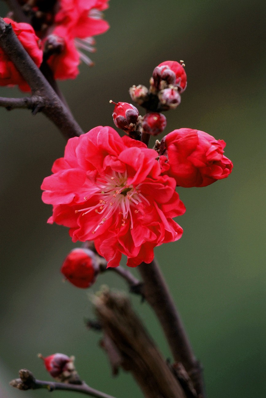 红叶碧桃花之二