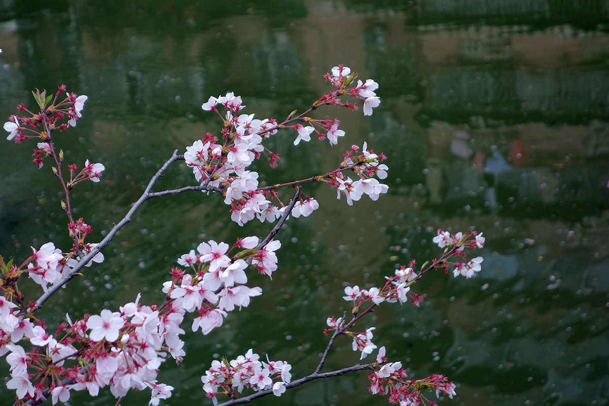 春意萌动的季节