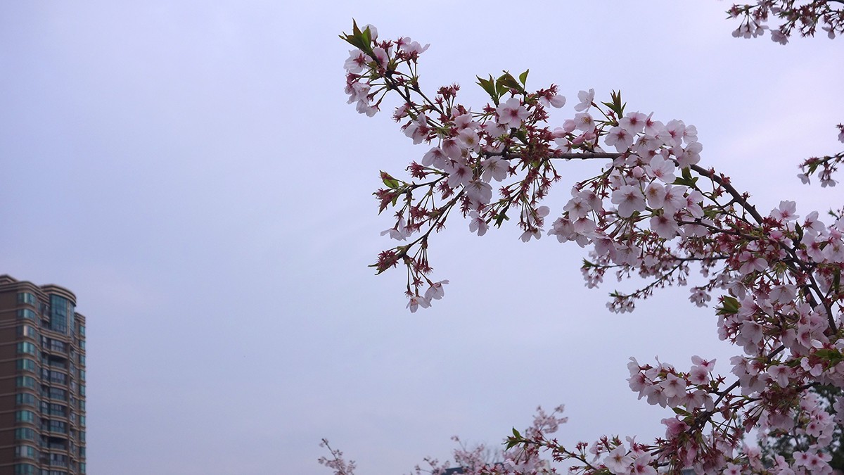 春意萌动的季节