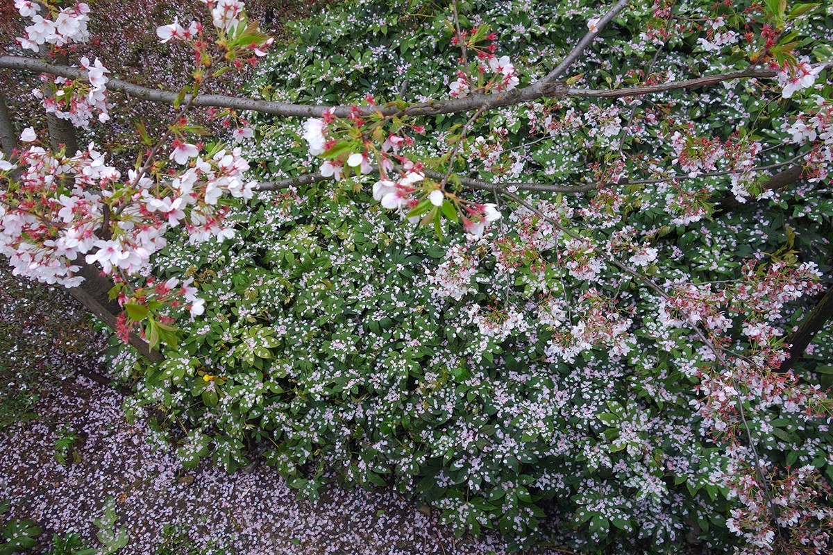 春意萌动的季节