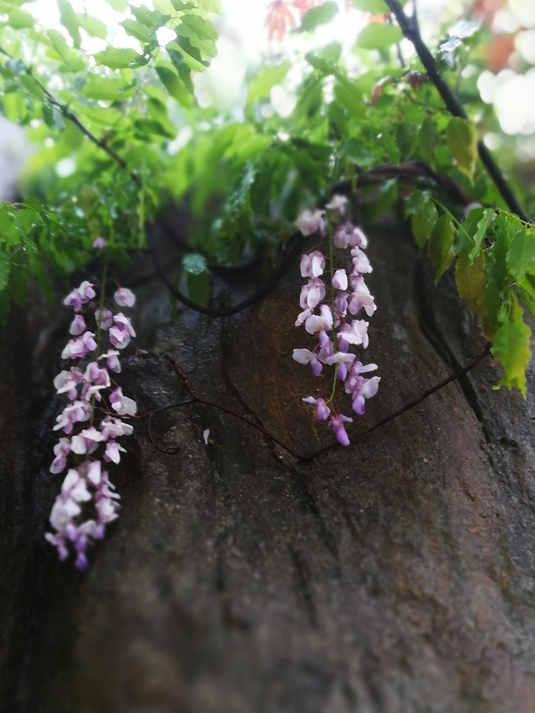 春意萌动的季节