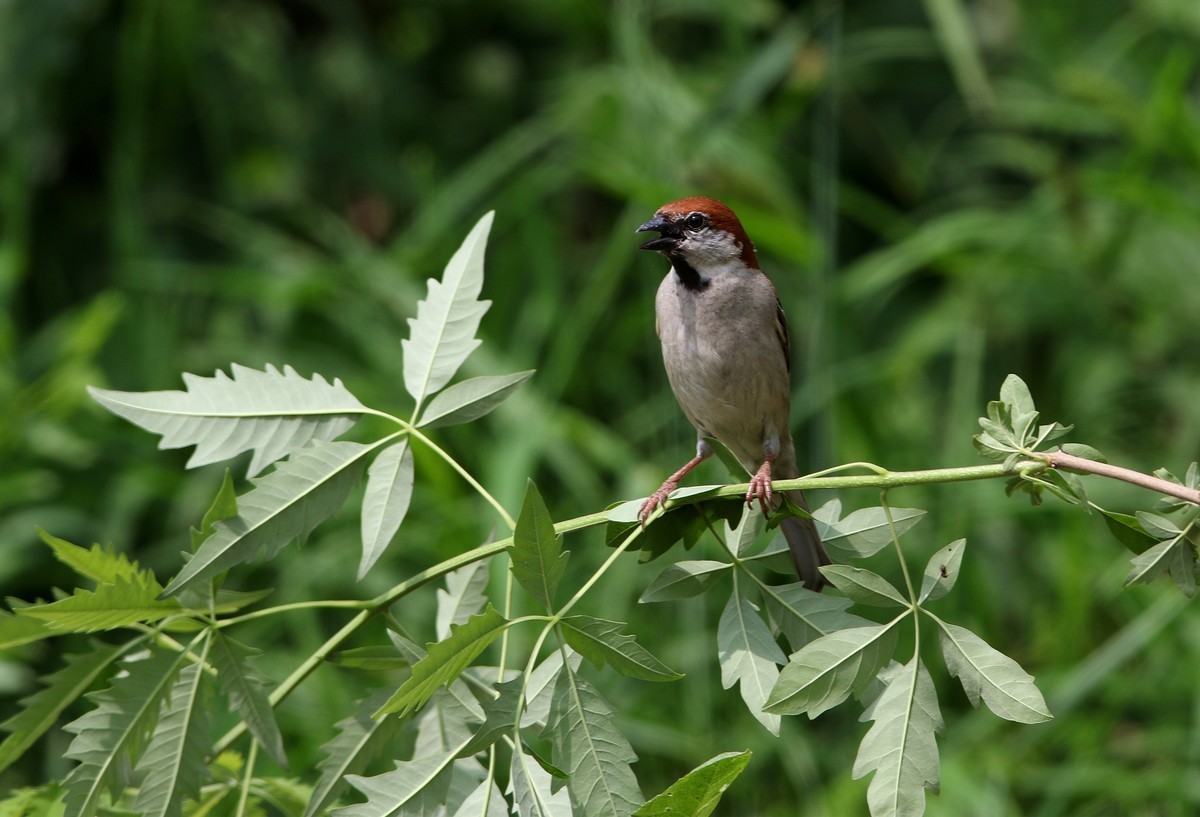 济南长清区张夏镇梨枣峪村拍鸟