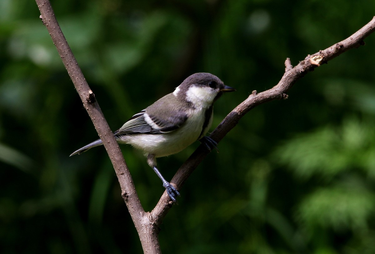 济南长清区张夏镇梨枣峪村拍鸟